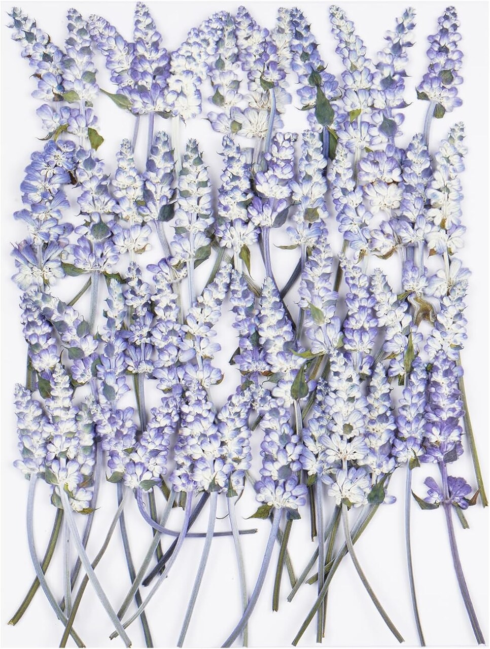 50Pcs Lavender Dried Pressed Flowers for Crafts,Xinxinran Dry Flowers Kit for Wedding Invitation,Resin Molds Bookmark,Jewelry Molds,Candle Making Supplies,Soap,Frame,Cakes